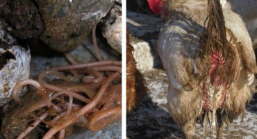 Jaké druhy červů mohou ovlivnit kuřata: příznaky, léčba, prevence